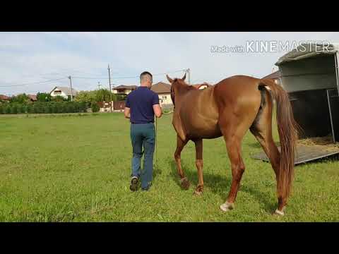 Videó: Trakehner ló