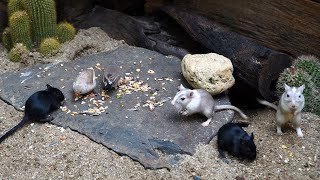 Cat TV mouse and Birds grabbing wheat grass, squabble, squeaking \& playing TV for Cats and Dogs