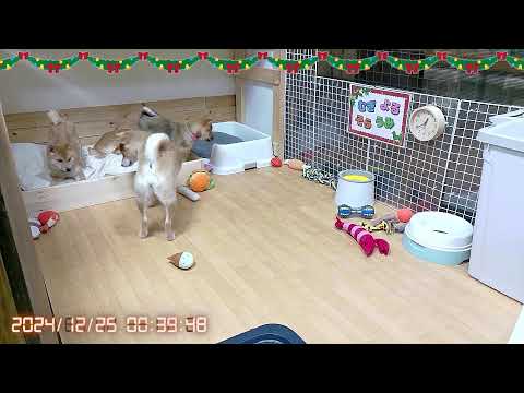 柴犬なつ!子育て生配信【生後106日】クリスマスイブにいい子で待ってる子犬たち。
