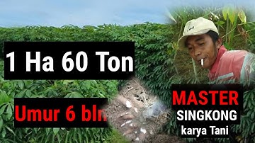 MASTER SINGKONG KARYA TANI I 1HA TEMBUS 60 TON I UMUR 6 BULAN