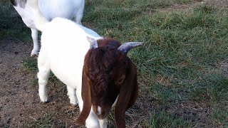 Goat Supplements & Maintenance Care