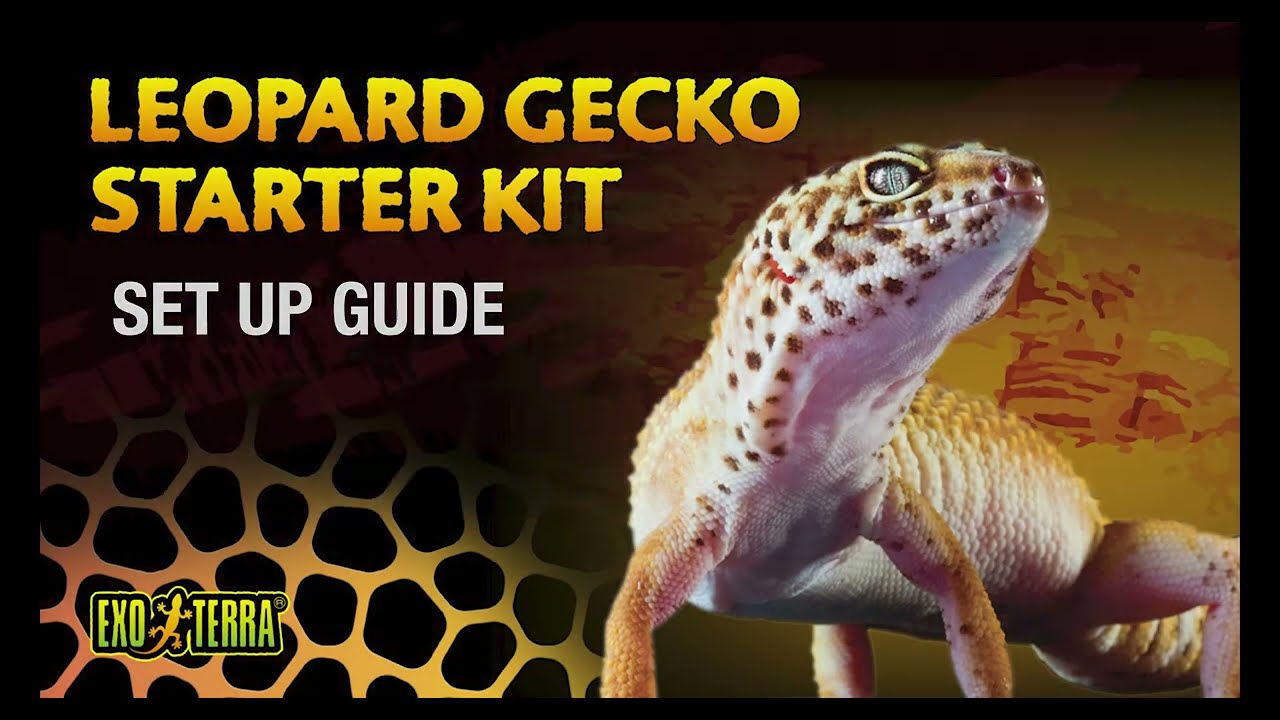 Leopard Gecko Starter Kit