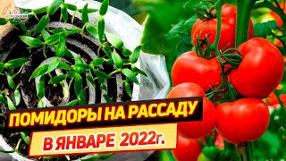 Когда сеять помидоры на рассаду в январе в 2022 году