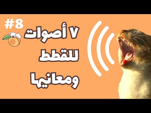 فيديو: هل تصدر السناجب صوت ثرثرة؟