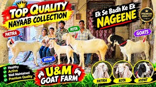 2026 Top Quality Goat Kid's At U&M GOAT FARM | 🔥Ek Se Badh Ke Ek Nageene🔥 Bakra Bakri In Bhiwandi 