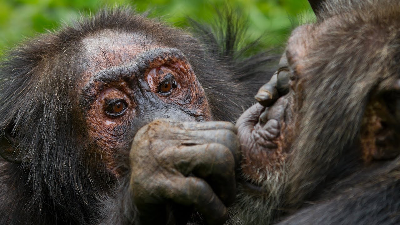 chimpanzee mating with human