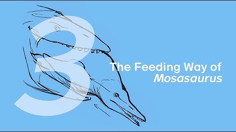 03 The Feeding Way of Mosasaurus | Join ZHAO Chuang in Drawing Ron the Mosasaurus