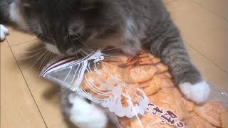 煎餅をカシャカシャする猫 ノルウェージャンフォレストキャットCats that care about rice crackers.Norwegian Forest Cat.