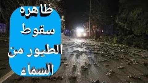 ظاهره مرعبه... سقوط الطيور من السماء موتى في استراليا  اعرف التفاصيل.. شاهد