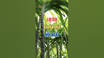 Điều gì xảy ra khi ăn Mía mỗi ngày?!