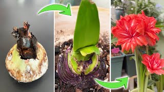 You'll Be Surprised How I Rescue a Rotten Amaryllis And Bring It to Life screenshot 4