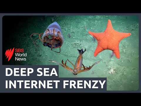 An internet frenzy: Why the sea floor off Argentina’s coast is attracting millions of views