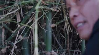 PETHUK BAMBOO DIRECTLY FROM THE TREE IN MOJOKERTO!!