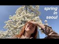 A serendipitous week of spring in seoul korea vlog  