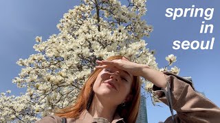 a serendipitous week of spring in seoul, korea vlog ‧⁺ ˚*