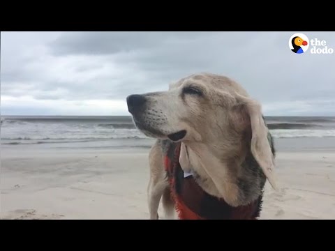 Video: 5 redenen om een oudere hond te adopteren