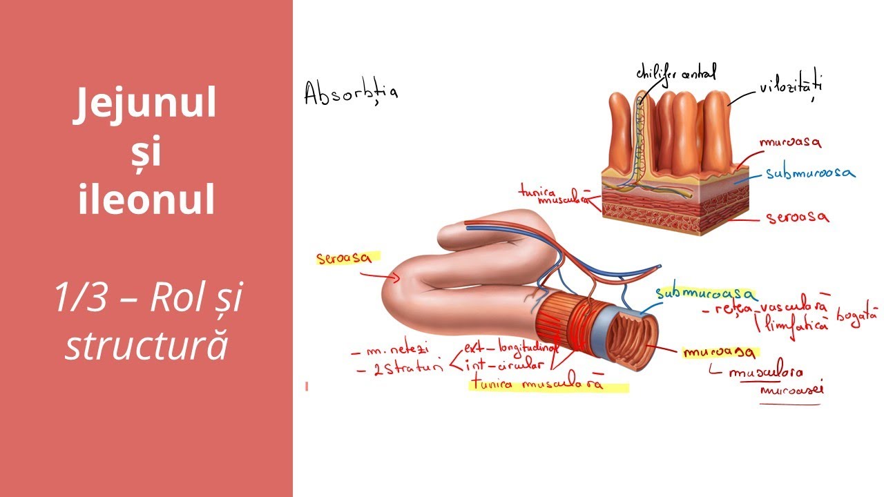 Jejunul și ileonul - 1/3 - Rol și structură - Barron's - Admitere la Medicină