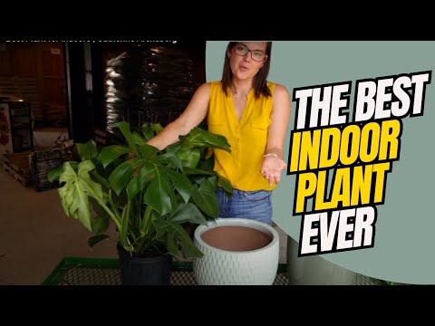 Best Plant for Indoors | Catherine Arensberg