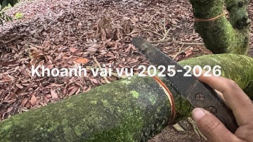 Xử lý vải ra hoa - khoanh vườn vải u hồng 12 năm tuổi 27/9/2025 DL - Zalo 0983132113