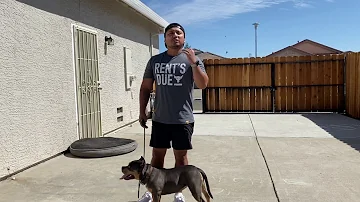 Are American bullies tough?