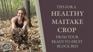 Tips for a Healthy Maitake Crop with Buried Blocks