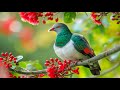 Birds chirpingnature healing melodies for mind body relieving depression stress and anxiety 2