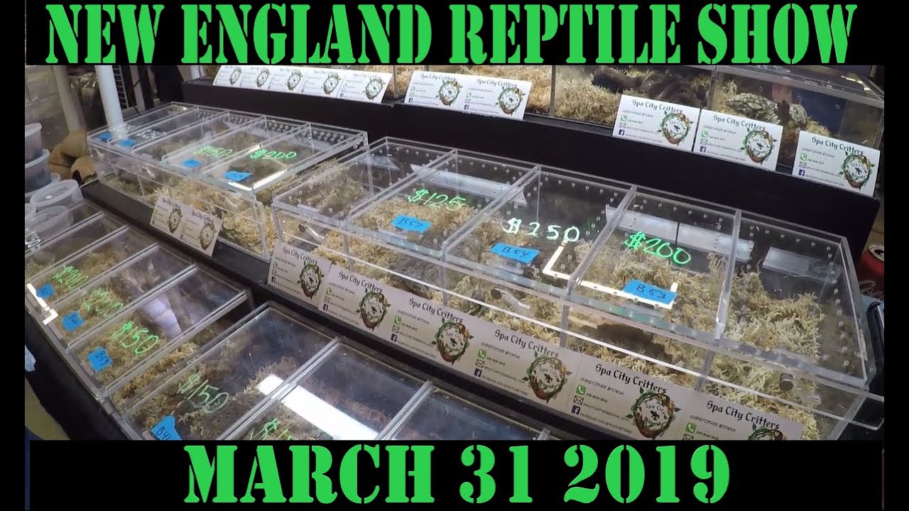 REPTILE SHOW MARCH 31 2019 - YouTube