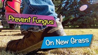 Preventing Fungus on New Grass and Walking on Seedlings