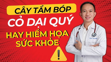 Cây tầm bóp, cỏ dại quý hay hiểm họa sức khỏe| Bác Sĩ Trần Minh