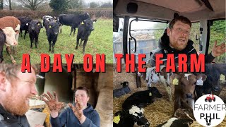 SPEND THE DAY ON AN IRISH DAIRY BEEF FARM