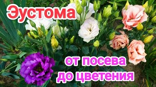 ВЫРАЩИВАНИЕ ЭУСТОМЫ от А до Я// ЭУСТОМА - СЕКРЕТЫ БЫСТРОГО РОСТА