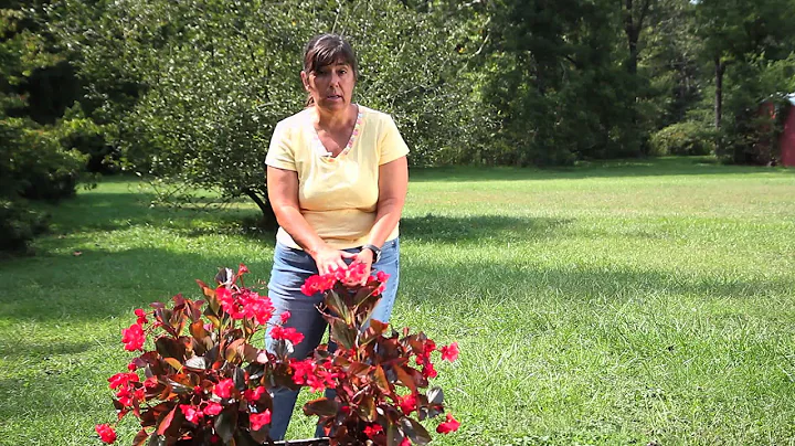 How to Compost Begonias : Begonias