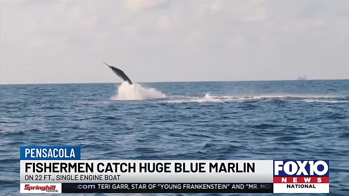 Pair of Pensacola fishermen make epic blue marlin catch