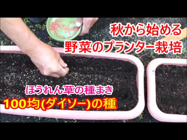 簡単 秋野菜のプランター栽培 ほうれん草 100均 ダイソー の種から育てる Youtube 簡単 秋野菜のプランター栽培 ほうれん草 100均 ダイソー の種から育てる Youtube