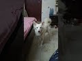 Snowy requesting cutely my puppy #dog #pets #adorably #doggielife #dogowners