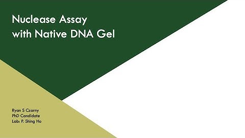 Nuclease Assay with Native DNA Gel  | CSU BMB Exploring Biochem