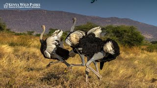 Why Can’t Ostriches Fly?
