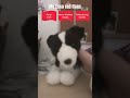 Essa #essa #funny #foryou #puppy #duet #emotionalsupportstuffedanimal