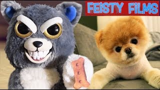 Feisty Pets vs. Real Animals Compilation! Vol. 1