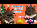 ЕСЛИ БЫ КОТЫ ХОДИЛИ В ШКОЛУ - КОТИКИ ДЕДЫ МОРОЗЫ