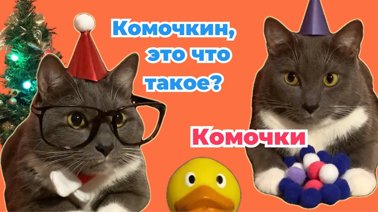 Лотков котик играет. Если бы котики ходили в школу. Если бы котики ходили в школу - новогодний выпуск. Лотков кот школа. Kotiynet Кусев.