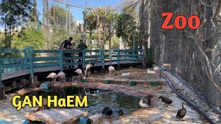 Zoo At Gan Haem
