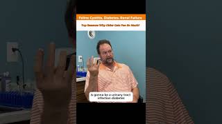 Why Is My Older Cat Peeing So Much  Marc Smith Dvm Ms