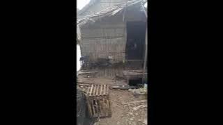 Part 2!! menjaring burung belibis hasil tangkapan sekitar 80 ekor