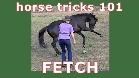 Horse Tricks 101 - Bella learning fetch