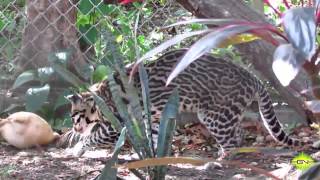 Felinos de Costa Rica / Centro de Rescate Las Pumas