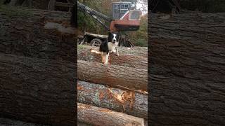 Border Collie Training #bordercollie #smartestdogintheworld #OpaTheBorderCollie #dogtraining