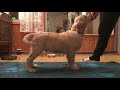 Тренировка щенка к выставке. Выставочная стойка. Training a puppy for exhibition.