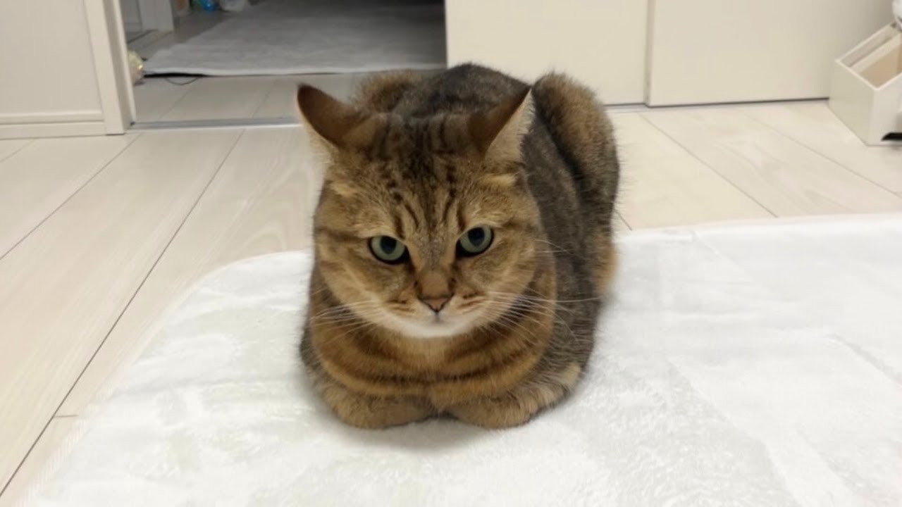 うちの愛猫みるくんの毛ボール うちの愛猫みるくんの毛ボール