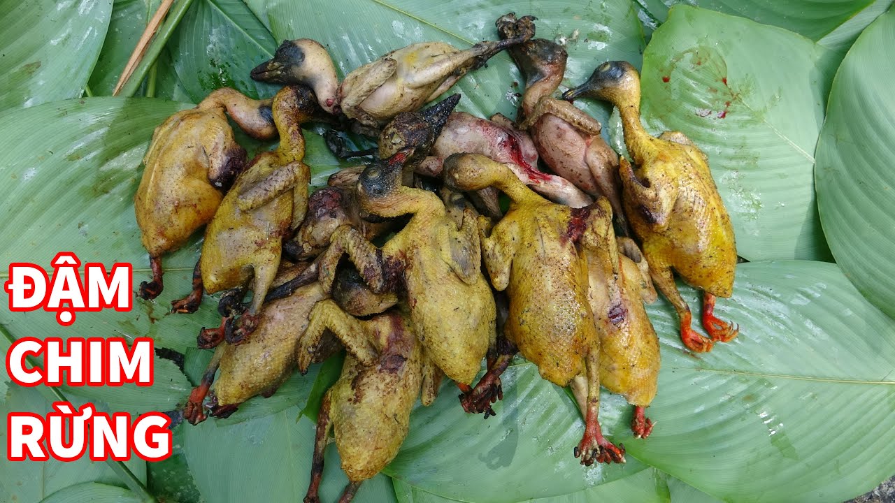 VÀO RỪNG ĐI SĂN, NGÀY BỘI THU, TRẢI NGHIỆM TRONG RỪNG, NGỦ RỪNG  - Rừng Năm Xưa | T6